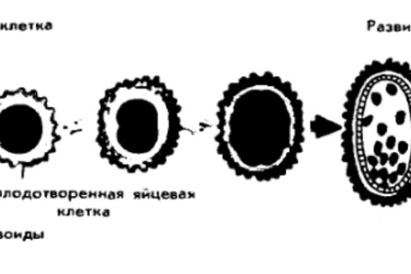 Кракен торговая